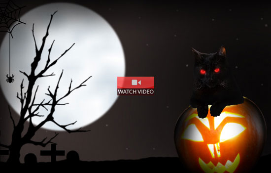 Have a Purrfect Halloween!